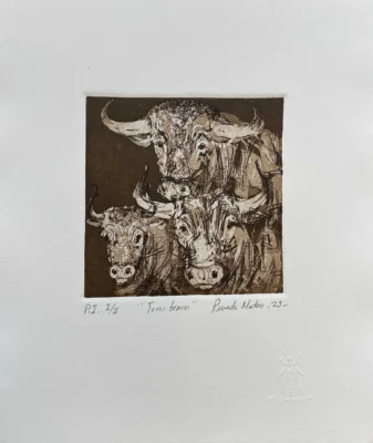 Toros bravos