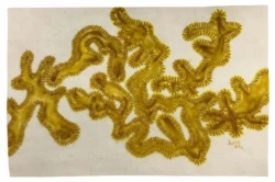 Fractales en evolución