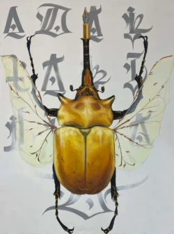 Escarabajo calígrafo